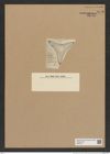 Trinacria grevillei (de-Toni-Nr.: Genus 119, Species 3420) Zeichnungen Sammlung Grunow Nr. 6879 (NHMW-BOT-W0375741)